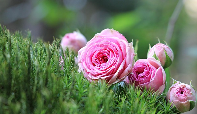 pink in nature-environment