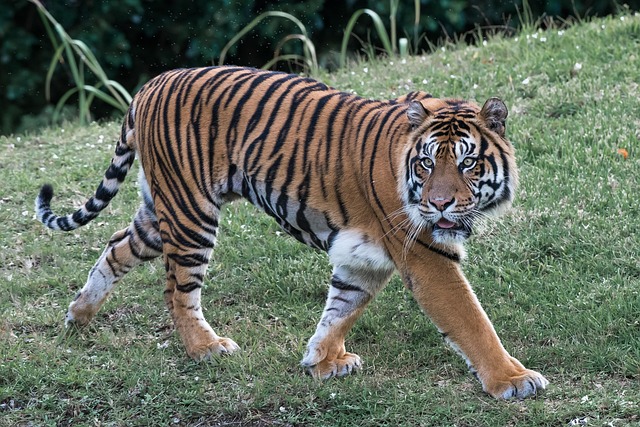 tiger in nature-environment-6