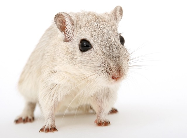 mouse in nature-environment-3