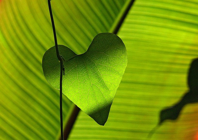 leaf in nature-environment-2