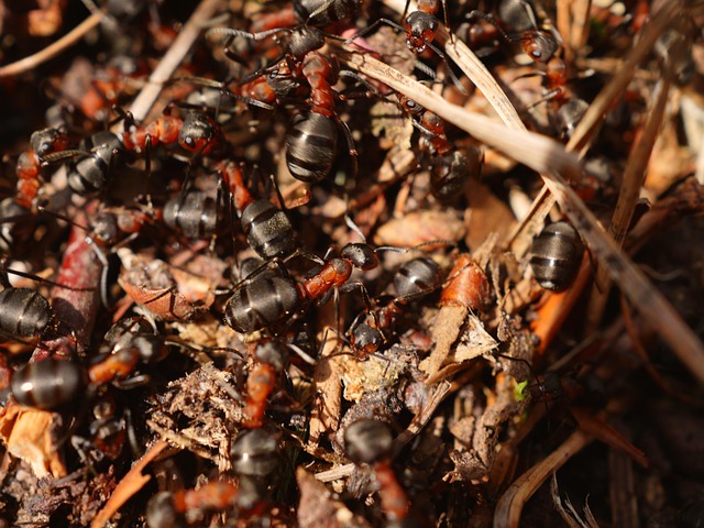 ant in nature-environment-6