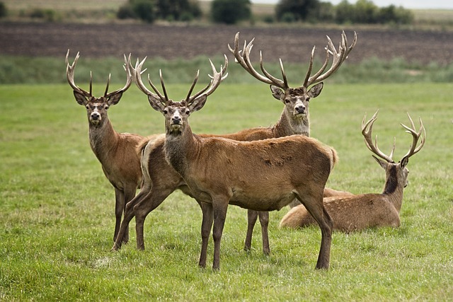 deer in nature-environment-2