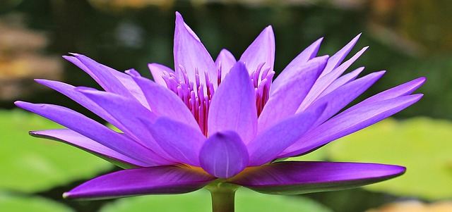 purple in nature-environment-4