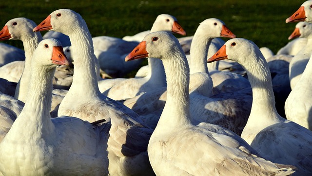 flock in nature-environment-6