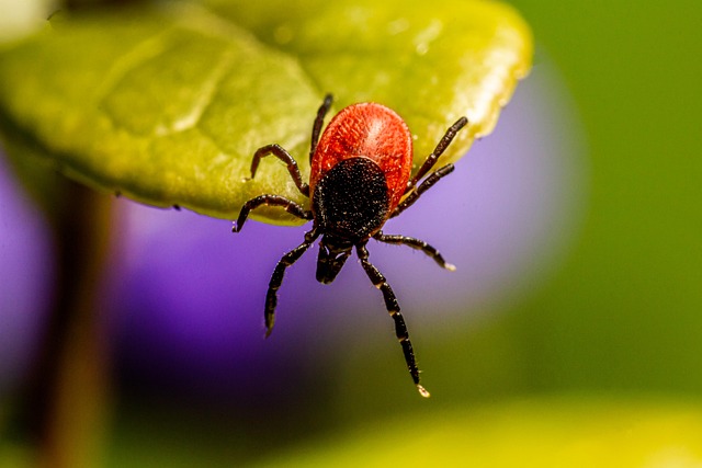 tick in nature-environment-7