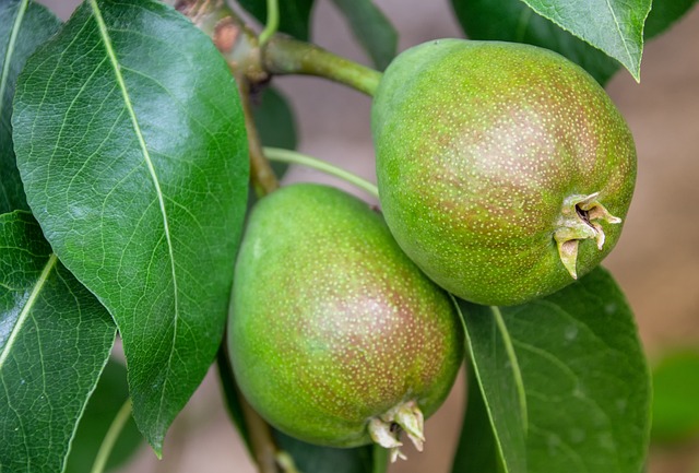 pear in home-living-8