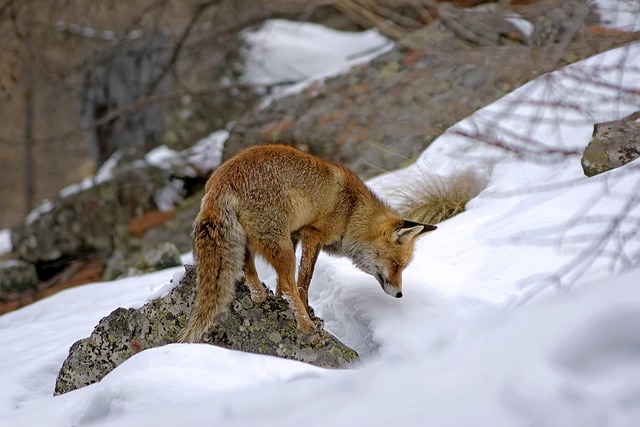 fox in nature-environment-6