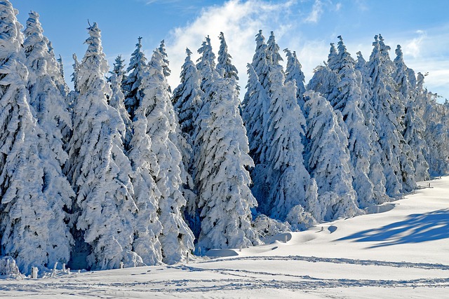 snowy in nature-environment-7