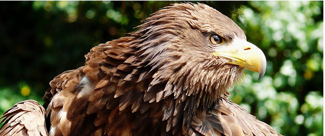 eagle in nature-environment-8