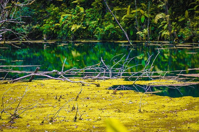 swamp in nature-environment-6