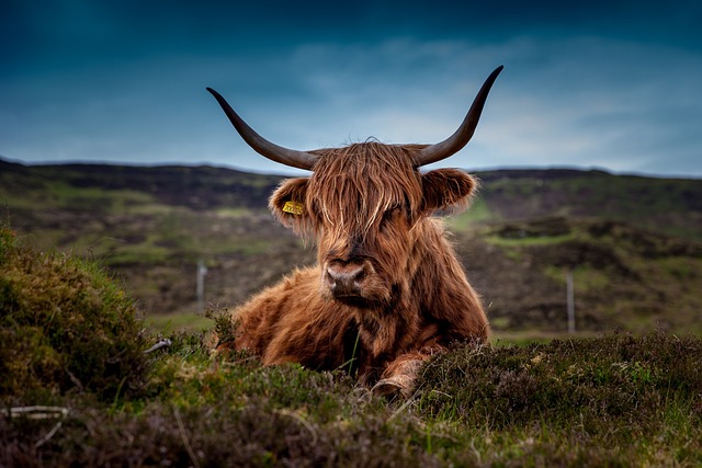 livestock in nature-environment-6