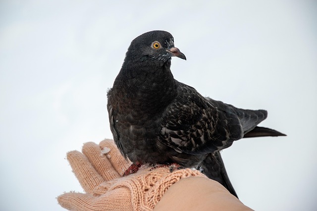 pigeon in nature-environment-7