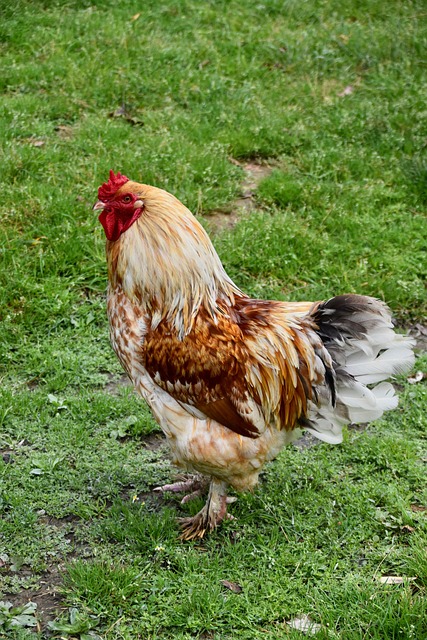 cock in nature-environment-7