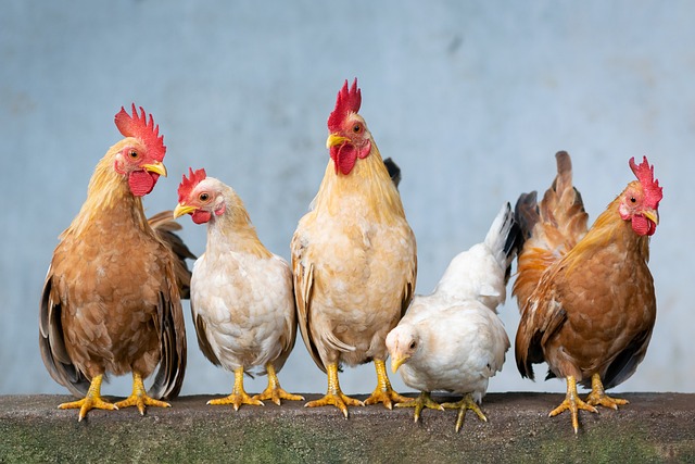 chicken in home-living