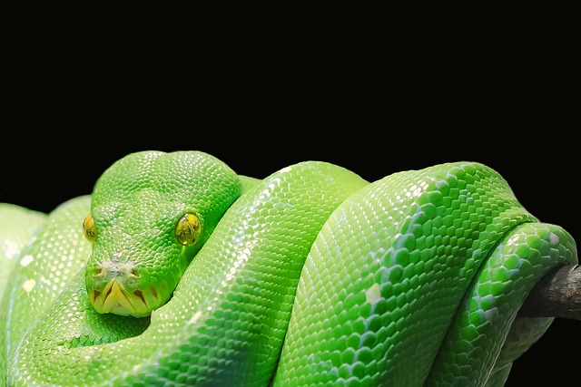 snake in nature-environment-3