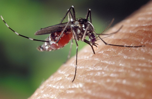 mosquito in nature-environment-5