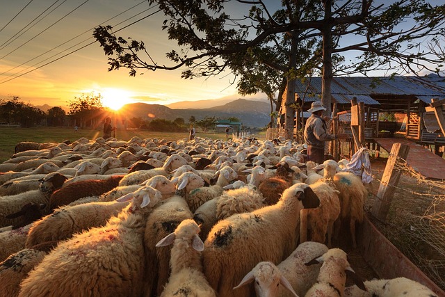 shepherd in nature-environment-7
