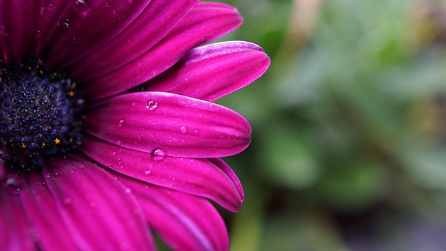 dew in nature-environment-8