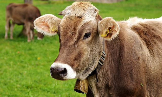 cattle in nature-environment-4