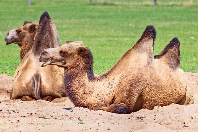camel in nature-environment-6