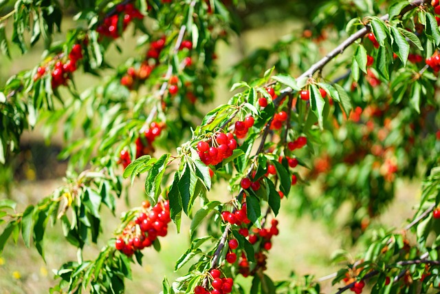 cherry in home-living-7