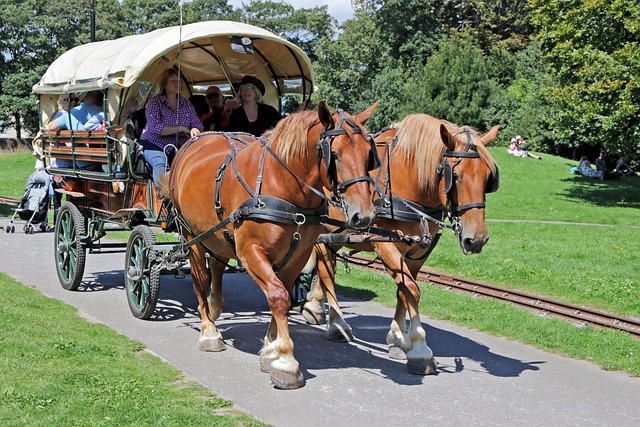 wagon in transport-travel-2