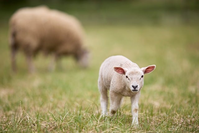 lamb in nature-environment-5
