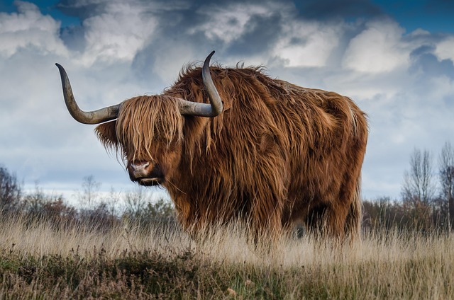 bull in nature-environment-4