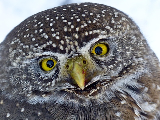 owl in nature-environment-6